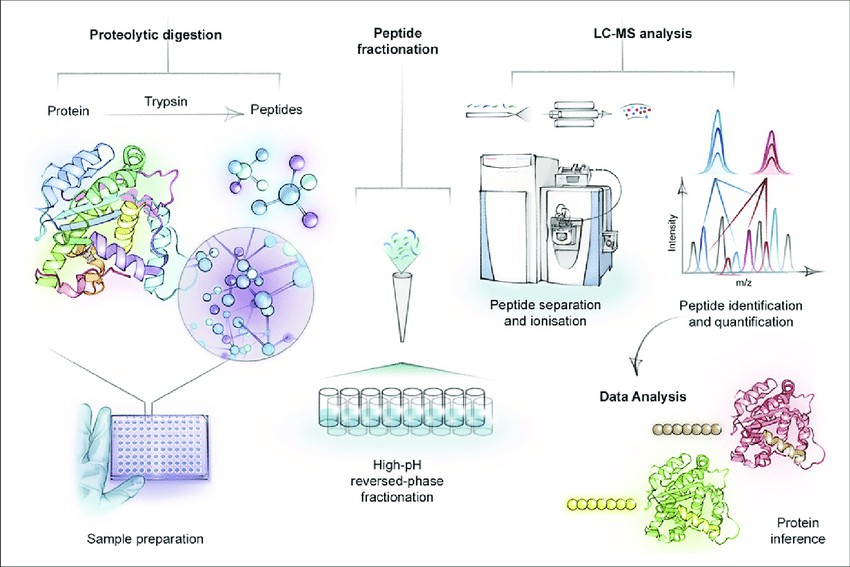 Fig. 1 The workflow in the bottom-up proteomics analysis.