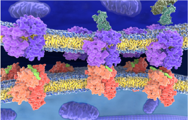 Mass Spectrometry-Based Proteomics Analysis Services