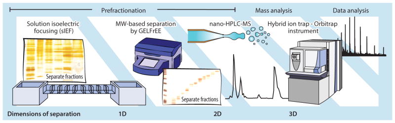 Fig. 1 Multidimensional workflow in the top-down proteomics analysis.